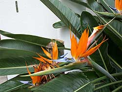 bird-of-paradise